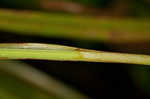 Great smokey mountain sedge